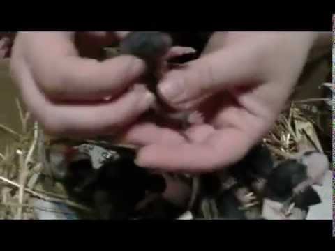 Youtube: Rattenbabys