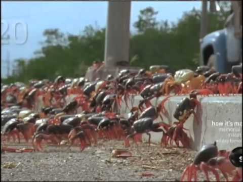 Youtube: Swarming Cuban Land Crabs