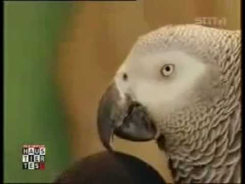 Youtube: Kongo Graupapagei  Einstein Sprechender Papagei (3).mp4