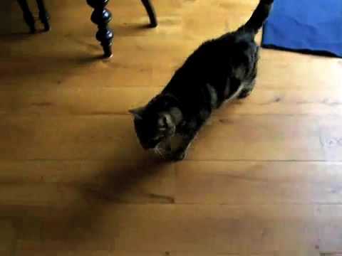 Youtube: Cat Playing "I Spy"