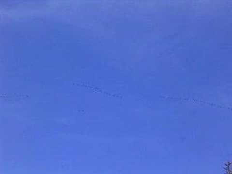 Youtube: Geese flying NORTH