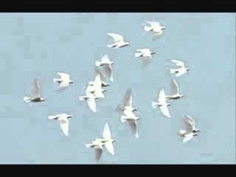 Youtube: EAV-3 weisse Tauben