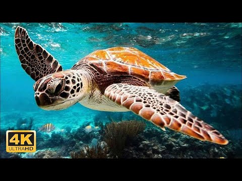 Youtube: Magical Underwater World 4K
