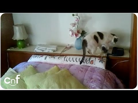 Youtube: Cat Answers Phone