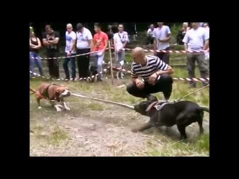 Youtube: APBT SHOW SERBIA 2014 - HIGHLIGHT JUN