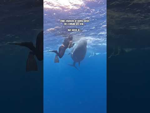 Youtube: Almost Got EATEN By A Whale 😳 #ocean #whale