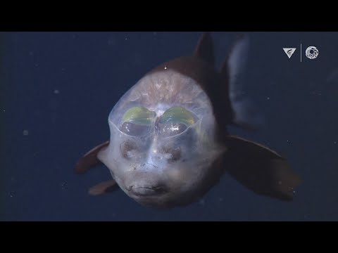 Youtube: MBARI's Top 10 deep-sea animals