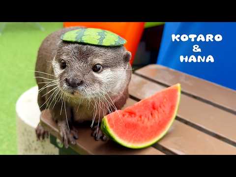 Youtube: カワウソも暑い日はスイカが食べたいんじゃ！　Otters Hate Summer Fruit…Except This One!