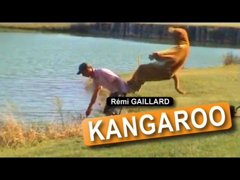 Youtube: KANGAROO (REMI GAILLARD)