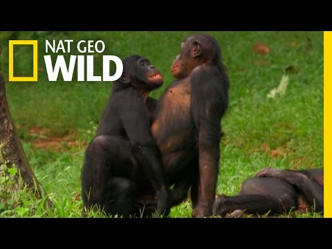 Youtube: Bonobo Love | Nat Geo WILD