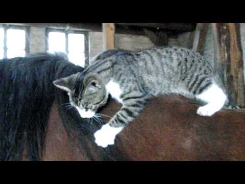 Youtube: Pferd vom wilden Kater geritten...