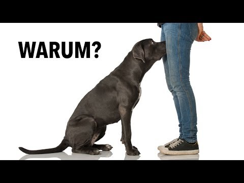 Youtube: Das ist der Grund, warum Hunde den Intimbereich beschnuppern!