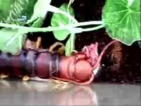 Youtube: Giant centipede eating mouse.