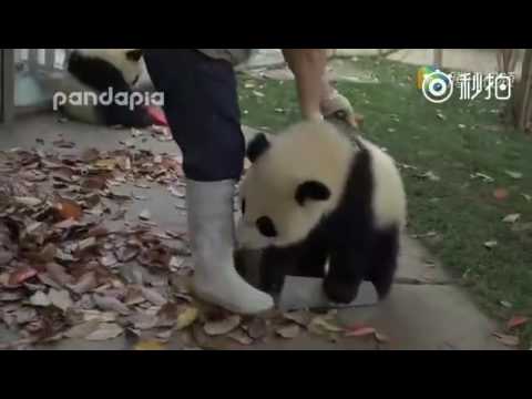 Youtube: Naughty panda babies wrestling with basket and piles of leaves