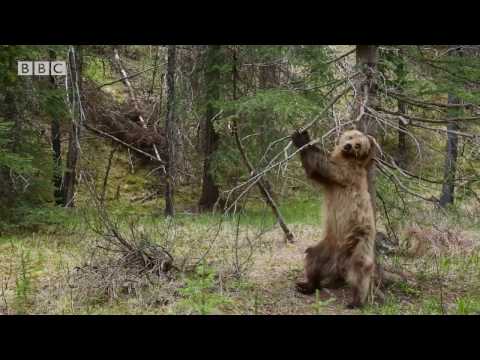 Youtube: Bears Dancing To 'Jungle Boogie' | Planet Earth II