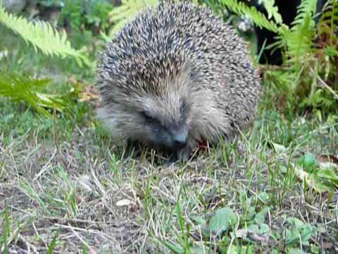 Youtube: Igel - lustig und cool / crazy hedgehog