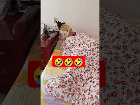 Youtube: Budulnik xoruz #viralvideo #love #trending #video #shortsvideo #shorts #funny #reels #trendingshorts