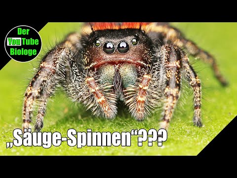 Youtube: Springspinnen ernähren Junge mit Milch