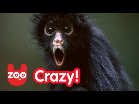 Youtube: Monkey Walks Like a Human