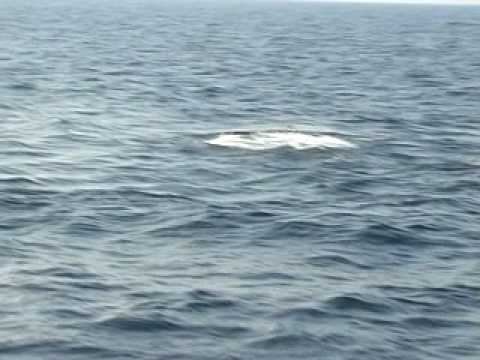 Youtube: spermwhale attack N. Greece