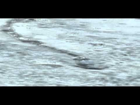 Youtube: The Iceland Worm Monster (Lagarfljóts Worm) Caught on Camera[Original]