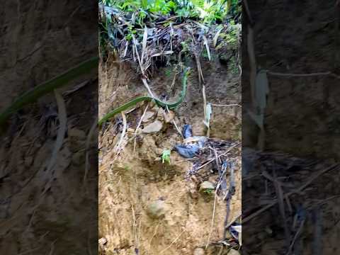 Youtube: Snake on the Pianista Trail