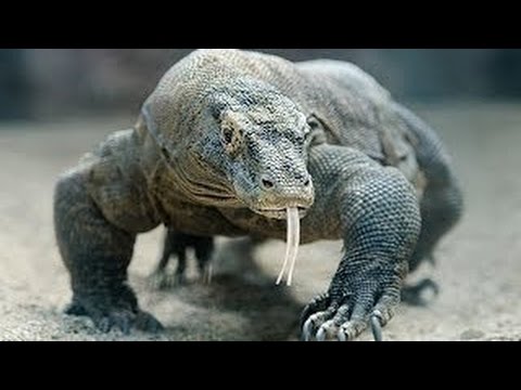 Youtube: HD! Big Five Asien - Der Komodowaran [Doku]