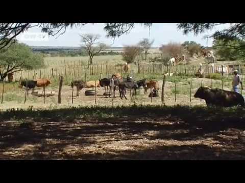 Youtube: Namibia: Grundeinkommen für alle | Global 3000