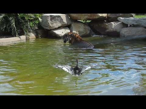 Youtube: Worlds bravest duck plays with Sumatran tiger for fun!