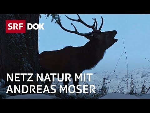 Youtube: Schweizerischer Nationalpark – 100 Jahre Einsamkeit | NETZ NATUR mit Andreas Moser | DOK | SRF