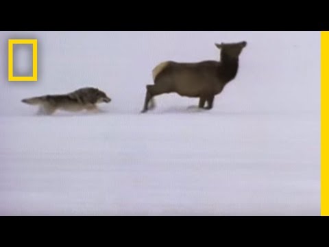 Youtube: Wolf Hunting Tactics | National Geographic