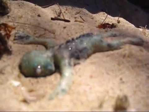 Youtube: Unknown Alien mermaid Sea Creature found on the Beach Australia