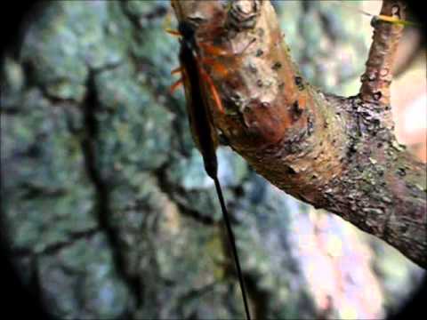 Youtube: Riesenschlupfwespe (Dolichomitus imperator) Weibchen