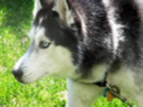 Youtube: Mishka the Talking Husky Stalks Prey like Wolf