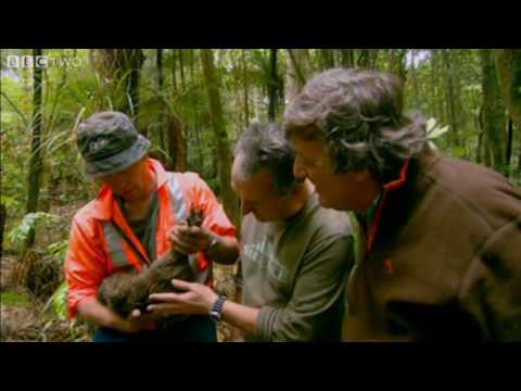 Youtube: Last Chance To See - The Kiwi - BBC Two