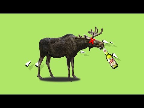 Youtube: Wie betrunkene Elche Schweden terrorisieren
