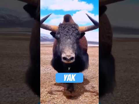 Youtube: Der flauschigste Wutbürger des Himalaya