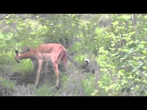 Youtube: LIVE ACTION Leopard kills Impala mom just after birthing Ulusaba 11/2011