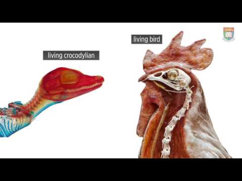Youtube: HKU Earth Scientist Reconstructs Feathered Dinosaurs in the Flesh with High Power Lasers