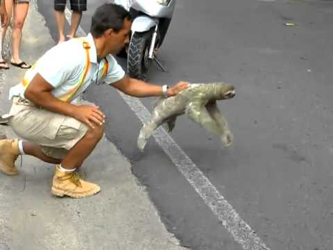 Youtube: Three-toed sloth crossing the road in Costa Rica (Sloth's Perpective)