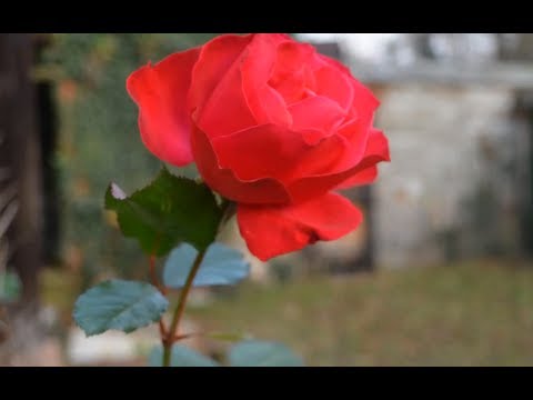 Youtube: LOST PLACES: Die alte Mühle | Deutschland (Urban Exploration HD)