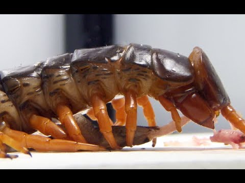 Youtube: LIVE FEEDING Giant centipede (Scolopendra subspinipes)