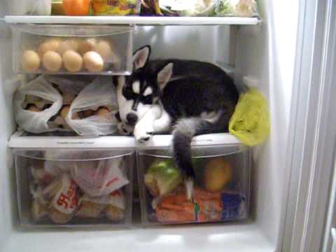 Youtube: LUNA LOVES THE FRIDGE