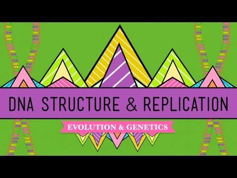 Youtube: DNA Structure and Replication: Crash Course Biology #10