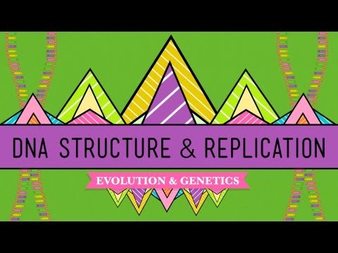 Youtube: DNA Structure and Replication: Crash Course Biology #10