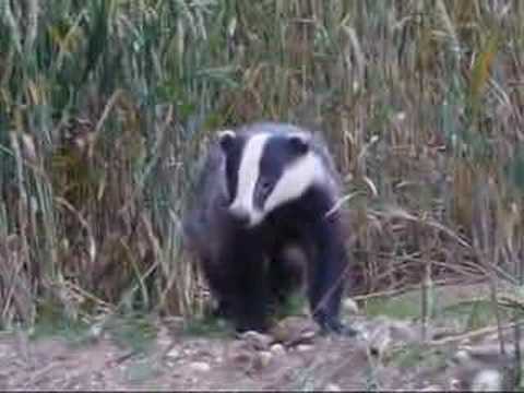 Youtube: Badgers in Suffolk