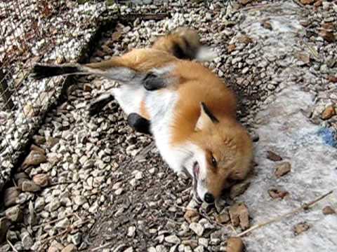 Youtube: Chuckles the Red Fox