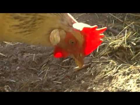 Youtube: Ein Huhn beim scharren