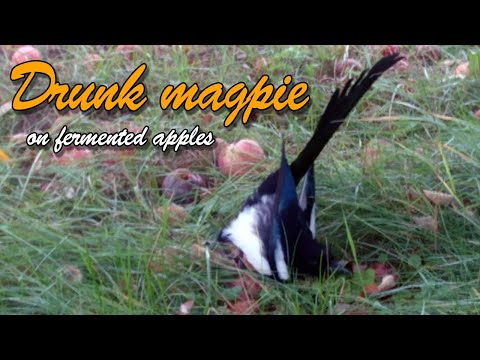 Youtube: Drunk magpie on fermented apples