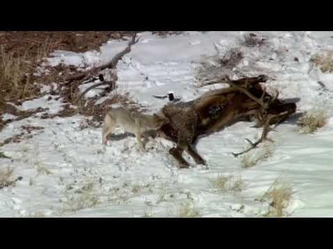 Youtube: Stuff They Don't Want You To Know - Dyatlov Pass